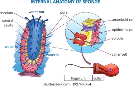 Vector illustration of basic anatomy of sea sponge.