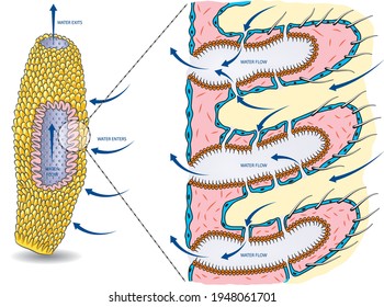 Vector illustration of the basic anatomy of sea sponge with water circulation.