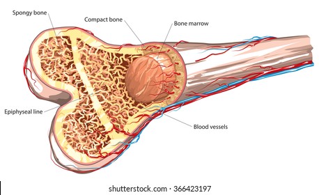 Vector illustration of basic bone structure.