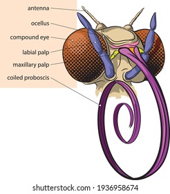 Vector illustration of basic head morphology of butterfly.