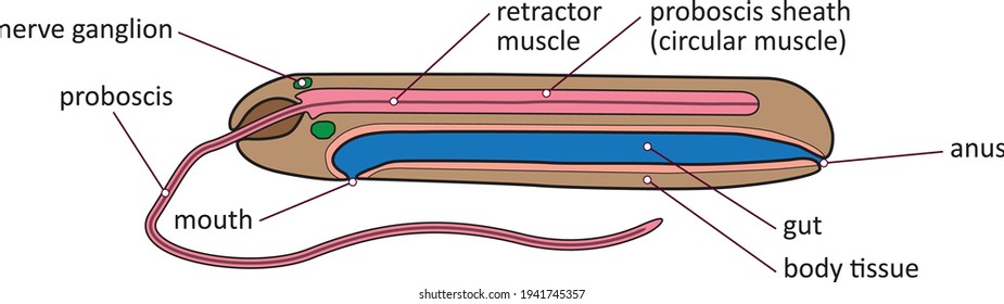 Vector illustration of basic inner anatomy of Nemertea - ribbon worm or proboscis worm.