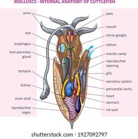 Ilustración vectorial de la anatomía interna básica de las sepias.