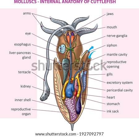 Vector illustration of basic internal anatomy of cuttlefish.