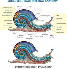 Ilustración vectorial de la anatomía interna básica del caracol.