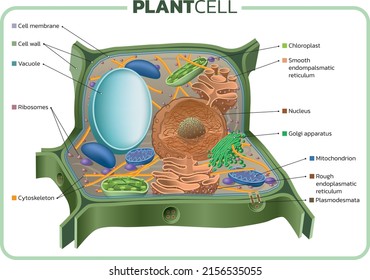 Vector Illustration Basic Structure Plant Cell Stock Vector (Royalty ...