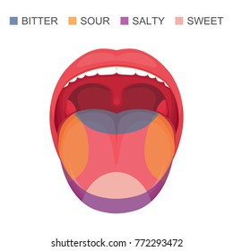  vector illustration of a basic taste areas on human tongue, sour, sweet, bitter and salty. sense zone