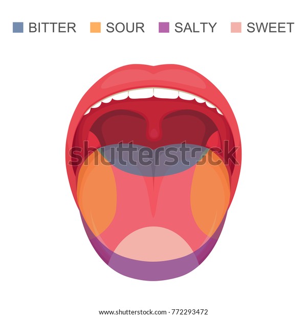人間の舌 酸っぱい 甘い 苦い 塩辛い基本味の領域を示すベクターイラスト 感覚帯 のベクター画像素材 ロイヤリティフリー