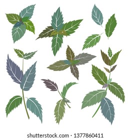 Vector illustration of basil branches.  Herbal design isolated on white background