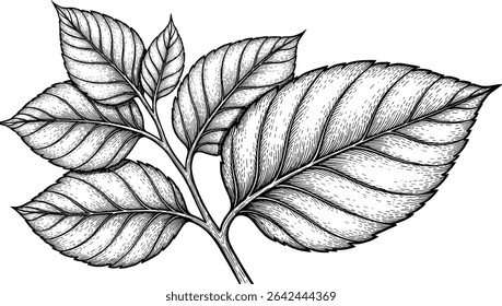Vector illustration of Basil leaves in outline style. Linear engraving of kitchen herb painted by black inks for cooking book or menu decoration. Outline drawing of oregano for culinary project.
