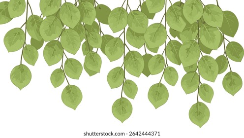 Vector illustration of Basil leaves in outline style. Linear engraving of kitchen herb painted by black inks for cooking book or menu decoration. Outline drawing of oregano for culinary project.