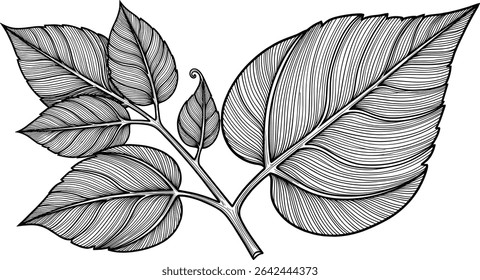 Vector illustration of Basil leaves in outline style. Linear engraving of kitchen herb painted by black inks for cooking book or menu decoration. Outline drawing of oregano for culinary project.