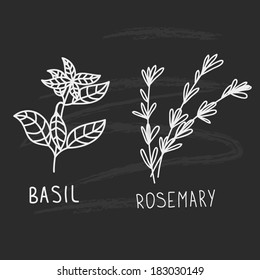 Vector illustration with basil and rosemary