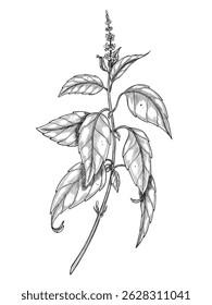 Vector illustration of a Basil sprig in outline style. Hand drawn linear engraving for cooking book, recipe, or menu design. Black etching of mint branch painted by black inks for organic labels.