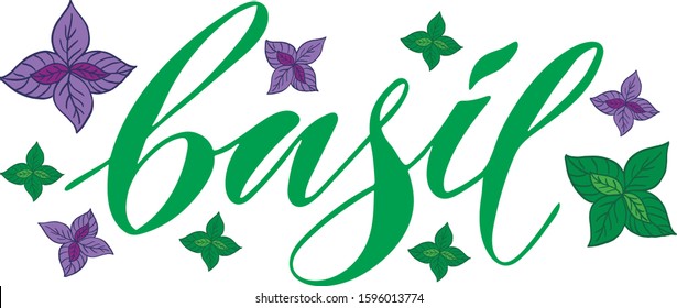 Vector illustration of Basil text for logotype, label, banner, magazine, poster, decoration, postcard. Basil calligraphy background. Basil lettering. EPS 10. 