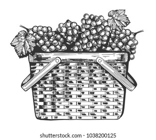Vector illustration of a basket full of the grapes bunches. Vintage engraving style.