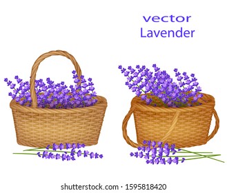 Vector illustration of a basket with lavender wicker, full of bunches of flowering lavender