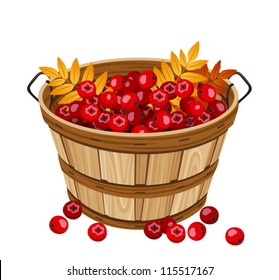 Vector illustration of basket with rowan berries.