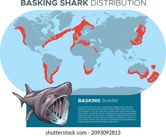Vector Illustration Of Basking Sharks Distribution Map - Inhabit Temperate Coastlines Worldwide. Infographic Template Design.