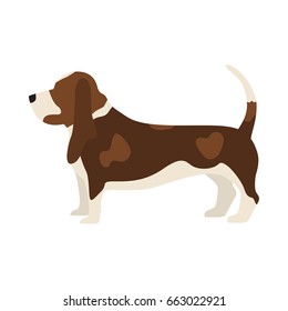 Vector illustration of basset hound dog. Isolated on white background.