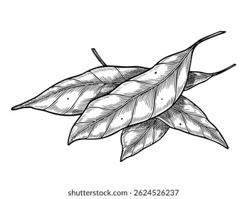 Vector illustration of Bay Laurel leaves. Drawing of kitchen herbs for cooking book recipes or menu design. Etching in outline style for culinary creations painted by black inks.
