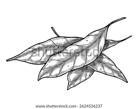 Vector illustration of Bay Laurel leaves. Drawing of kitchen herbs for cooking book recipes or menu design. Etching in outline style for culinary creations painted by black inks.