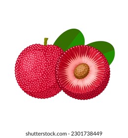 Vector illustration, Bayberry or Myrica rubra, also called Yangmei, isolated on white background.