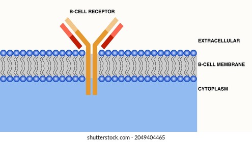 Vector Illustration Of B-cell Receptor.