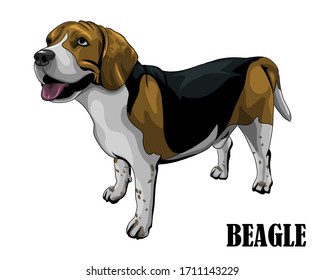 Vector illustration of the beagle dog is looking above. Like it is hungry and waiting for food.