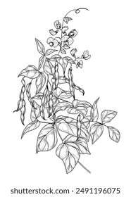 Vektorillustration von Bohnenzweig im Gravierstil