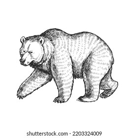 Vector illustration of bear in engraving style. Sketch of forest animal isolated on white.