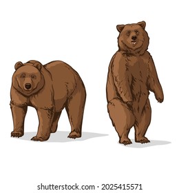 Vector illustration of a Bear. Two bears, isolated on a white background.