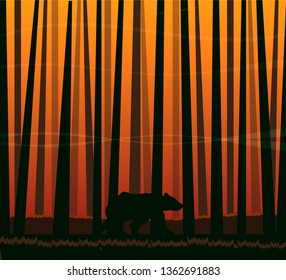 vector illustration of bear walking in the woods in sunset