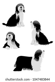 Vector illustration of Bearded Collie in different poses isolated on white background.