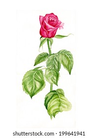 Vector illustration of a beautiful abstract red rose flower. Rose flower on an isolated white background 