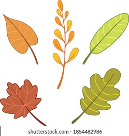 vector illustration of beautiful autumn leaves