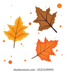 vector illustration of beautiful autumn maple leaves isolated on white background. Autumn leaves, dry leaves and wet leaves. This design has the concept of welcoming the changing seasons, autumn