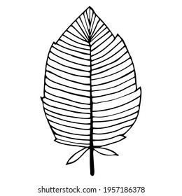 Vector illustration of a beautiful bird feather. Vintage feather with stripes. Black doodle, monochrome. Drawn by hand.