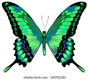 Vector illustration of beautiful blue green butterfly  isolated on white background