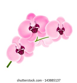 Vector illustration beautiful branches of orchids on a white background