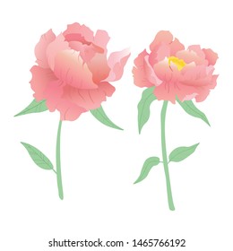 Vector illustration. Beautiful, bright pink peonies. White background. 