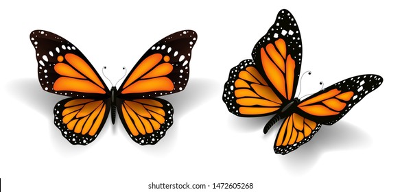 Vector illustration of beautiful butterflys.