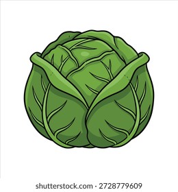 Vector illustration of a beautiful cabbage vegetable