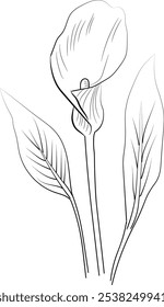 Vector illustration of a beautiful calla flowers bouquet.Vector sketch illustration, isolated on white. Monochrome hand-drawn vector floral calla. sketch illustration with flowers
