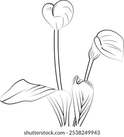 Vector illustration of a beautiful calla flowers bouquet.Vector sketch illustration, isolated on white. Monochrome hand-drawn vector floral calla. sketch illustration with flowers
