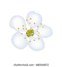Vector illustration of beautiful cherry tree bloom
