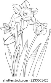 Vector illustration of a beautiful daffodil flower bouquet. Black outline drawing is perfect for coloring pages or books for children or adults.
