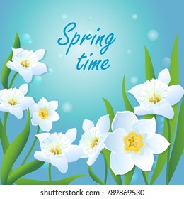 Vector illustration of beautiful daffodils on the blue background. Cute greeting card.Spring white flowers and green leaves.Greeting card.