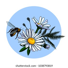 Vector illustration of beautiful daisies with a bee.