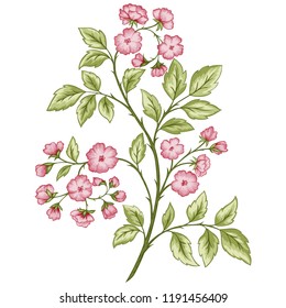 Vector illustration with beautiful delicate flowers. Branch of a dogrose