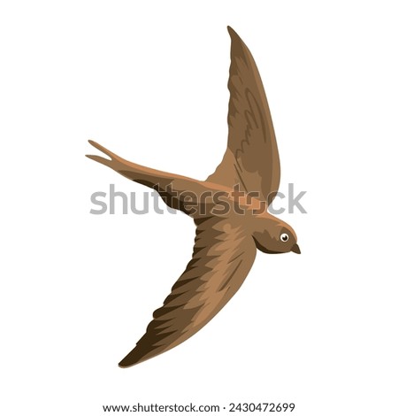 Vector illustration of beautiful fast swift flying on a white background